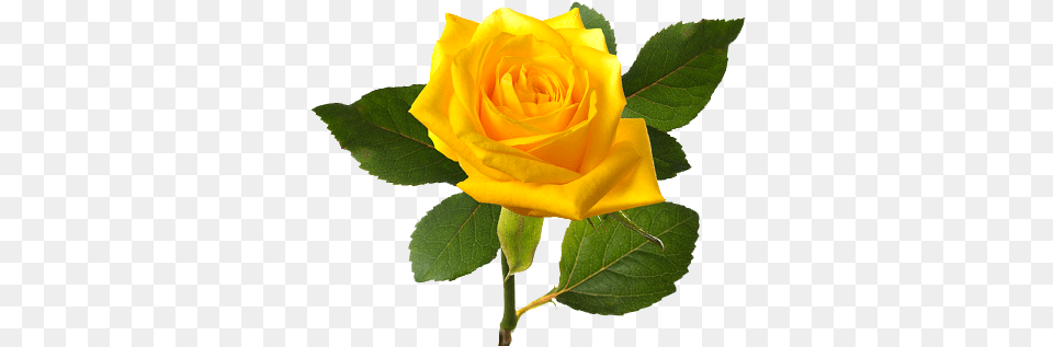Yellw Rose Transparent Images Yellow Rose Flower, Plant, Leaf Png Image