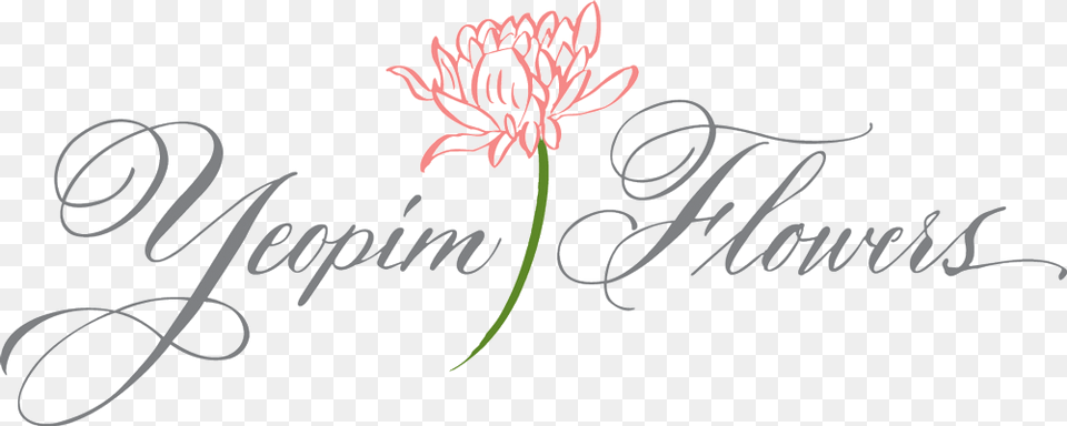 Yeopim Flowers Guernsey Lily, Text, Calligraphy, Handwriting, Flower Free Transparent Png