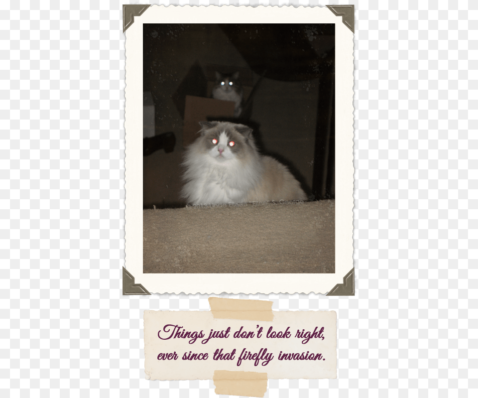 Yeti And Peekaboo Laser Cats Domestic Long Haired Cat, Animal, Mammal, Pet, Angora Free Png