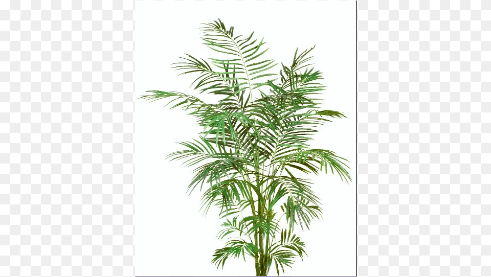 Yew Family, Palm Tree, Plant, Tree, Leaf Png