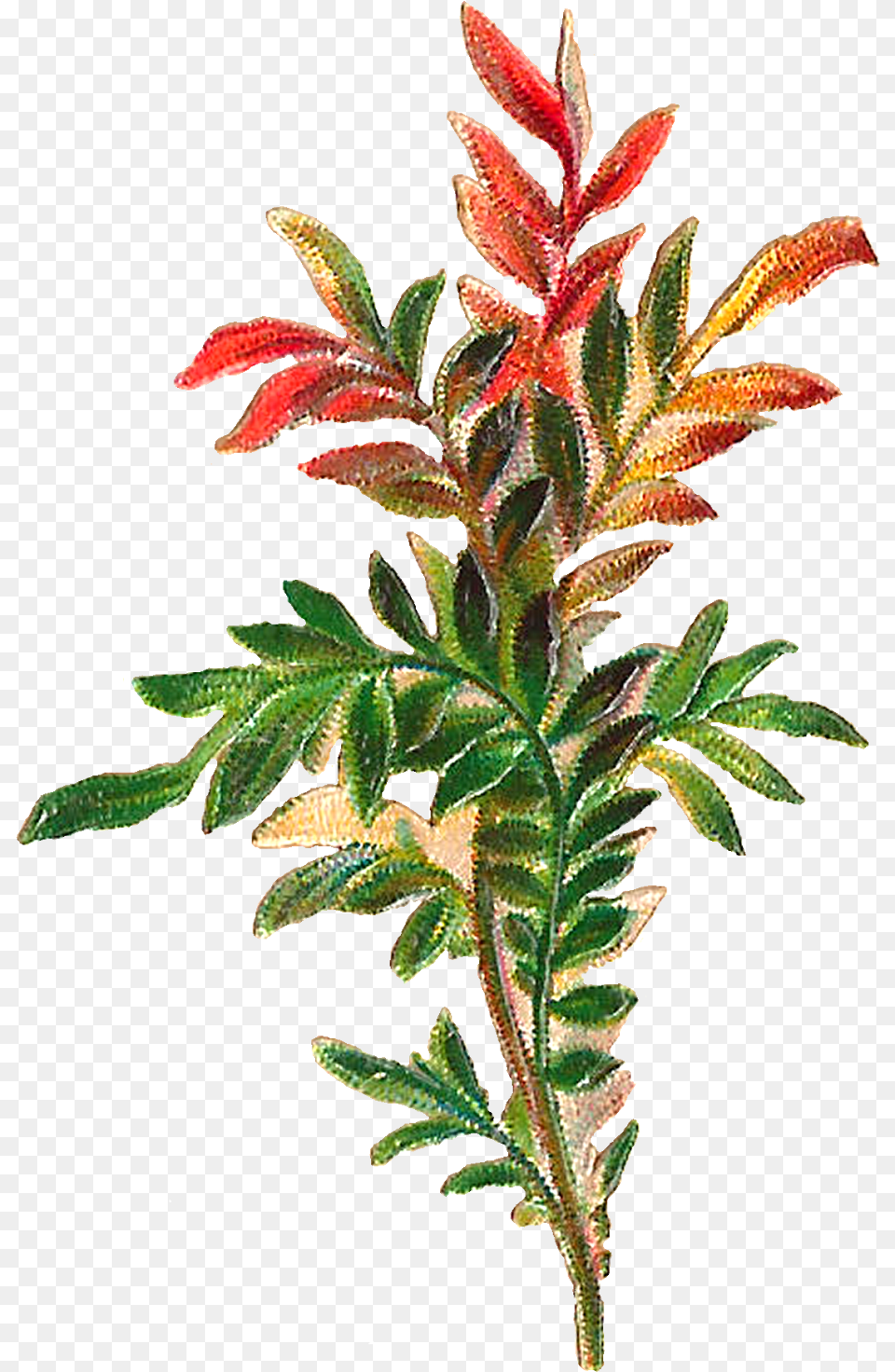 Yew Family, Acanthaceae, Tree, Plant, Leaf Free Png