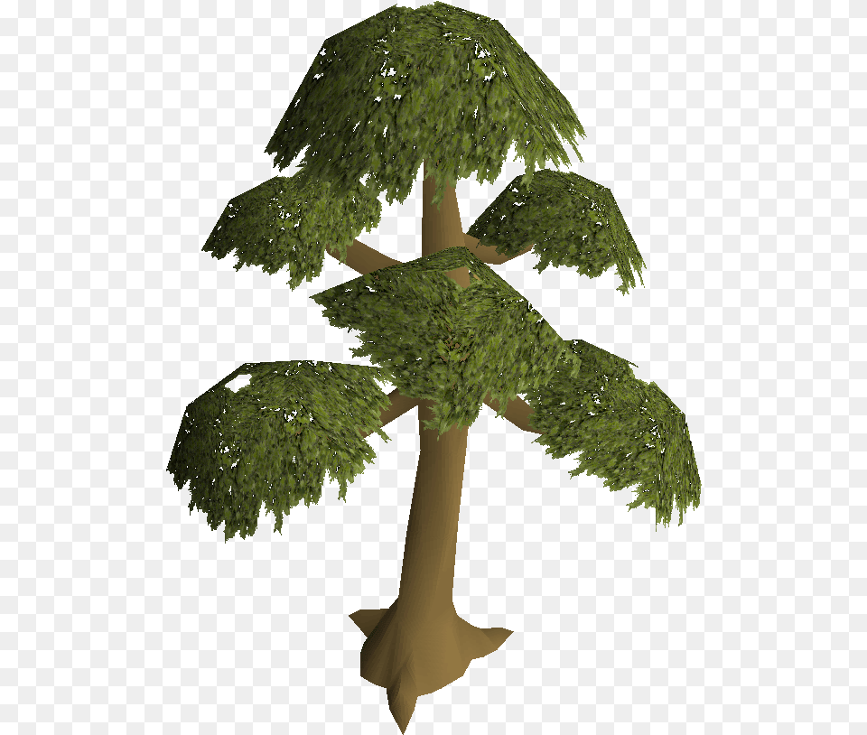 Yew Tree Old, Potted Plant, Green, Plant, Conifer Free Png