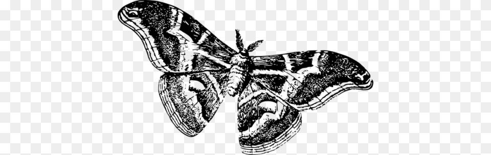 Yewberryboy Moths Black And White, Gray Free Png Download