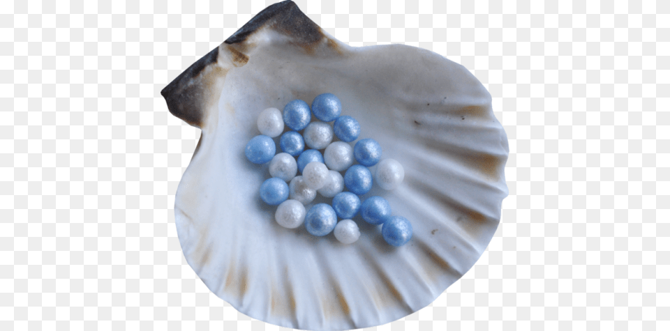 Yewberryboy Seashell, Accessories, Sea Life, Jewelry, Invertebrate Free Png Download