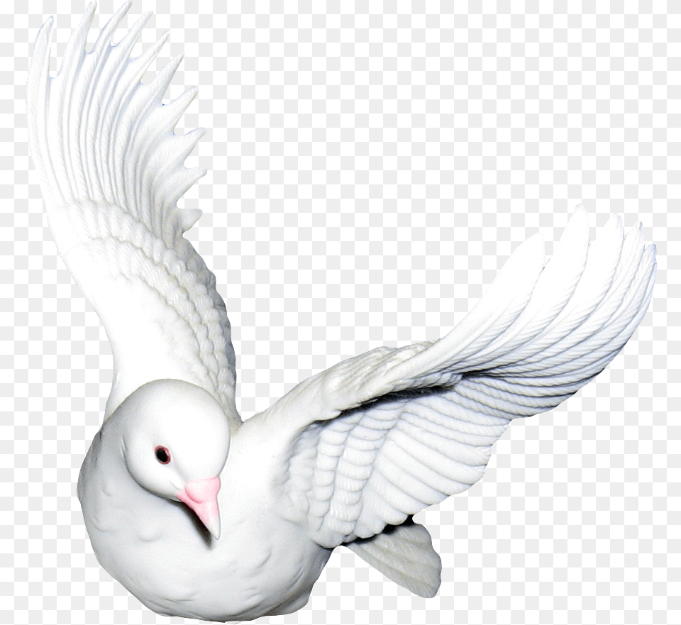 Ykle Doves Transparent Amp Clipart Cuore E Rosa Gif, Animal, Bird, Pigeon, Dove Free Png