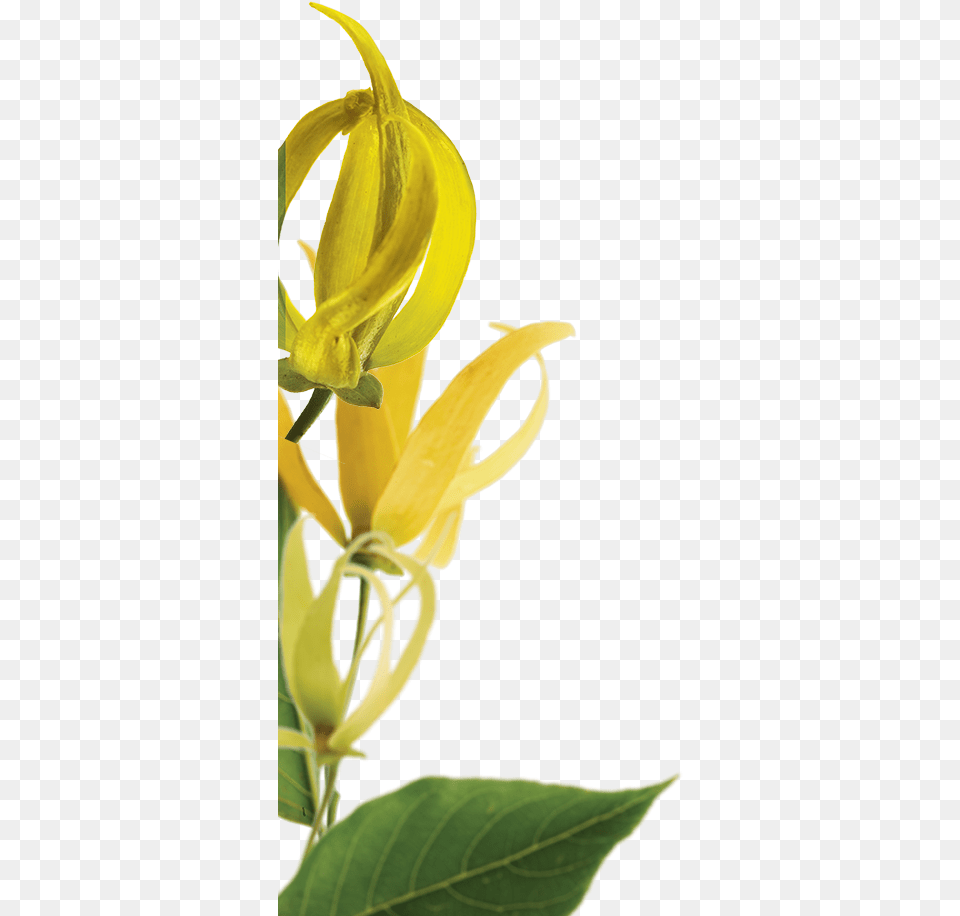 Ylang Botanical Left Klorane Ylang Ylang, Bud, Flower, Plant, Sprout Png