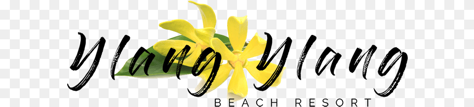 Ylang Ylang Beach Resort Isabella39s Clearly Soft Sensitive 2 Oz Gentle Face, Flower, Plant, Petal Png