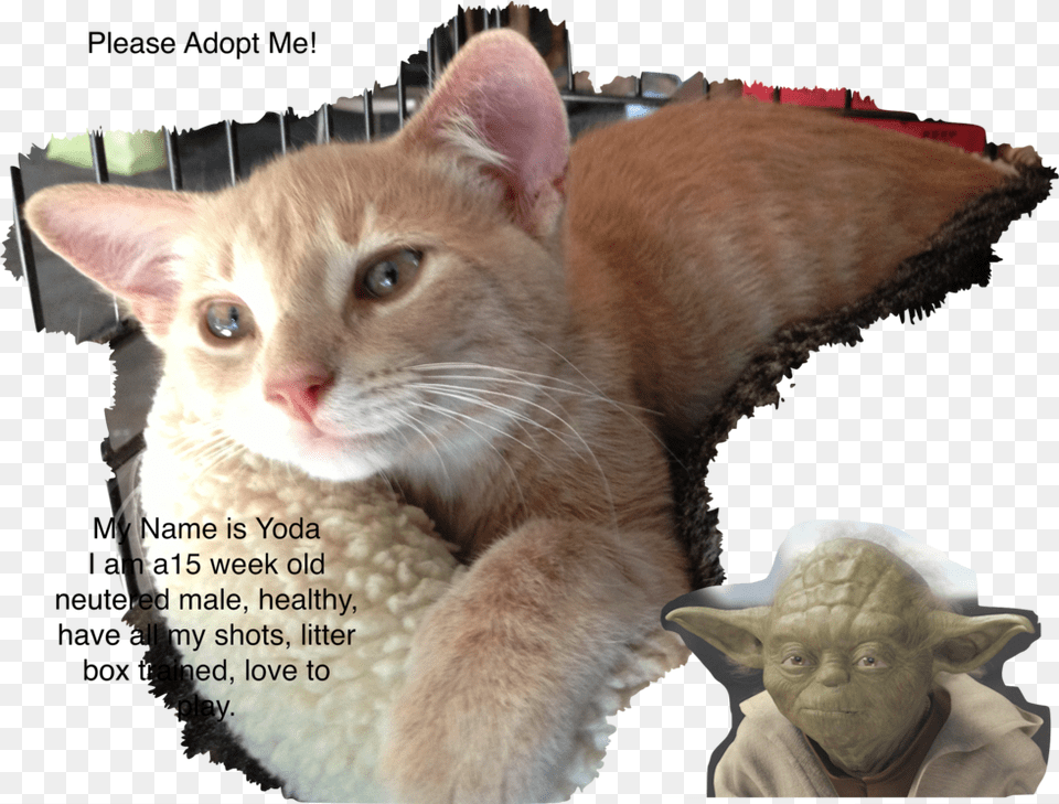 Yoda, Abyssinian, Animal, Cat, Mammal Png