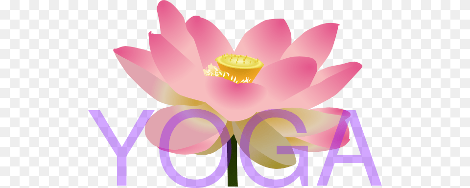 Yoga Lotus Flower Clip Art, Plant, Lily, Pond Lily Free Png