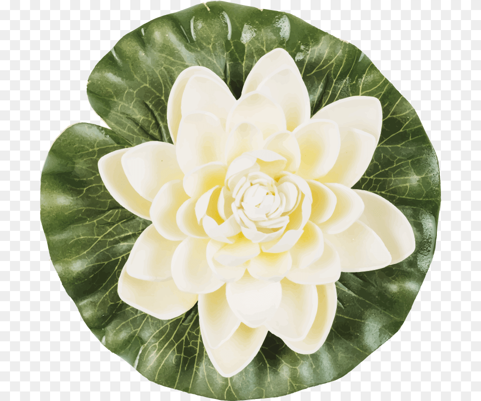 Yoga Lotus Flower Wall Decal Fiori Di Loto In Un Cerchio, Dahlia, Plant, Lily, Petal Free Png