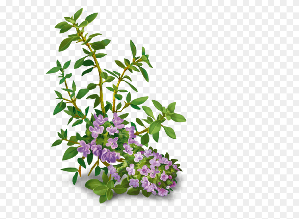 Yogi Tea Vox Sana Infusion 17 Bags Clipart Download Jengibre Y Tomillo, Flower, Plant, Flower Arrangement, Purple Png