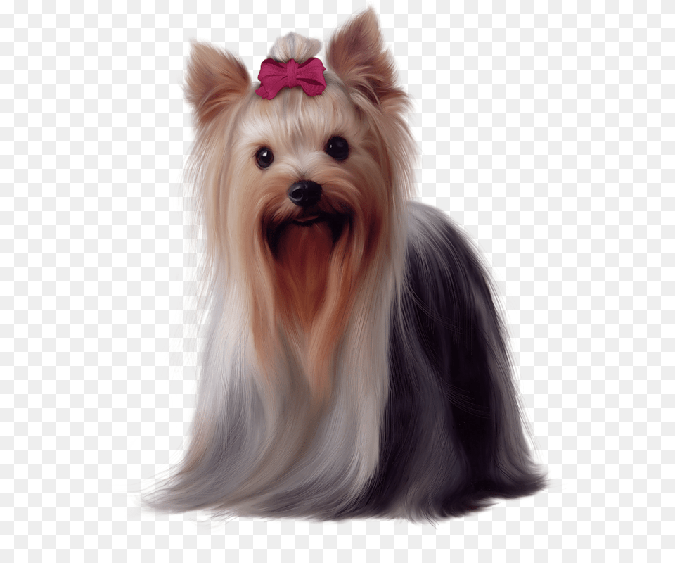 Yorkie 6 Golden Long Haired Dog, Animal, Canine, Mammal, Pet Png