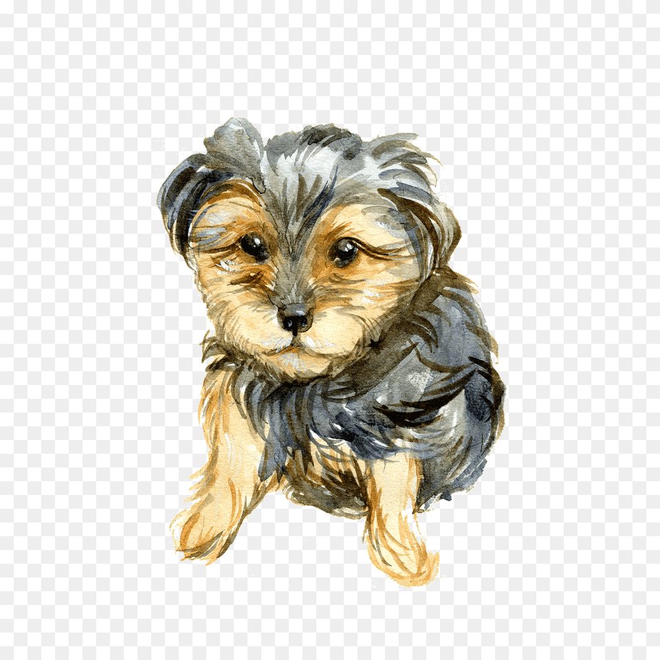 Yorkie Clipart, Animal, Puppy, Canine, Pet Png