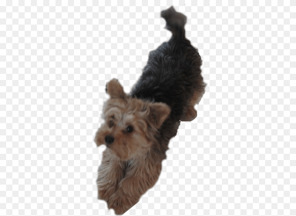 Yorkie Dog Pleading Dogs Clipart Yorkie, Animal, Canine, Mammal, Pet Free Png