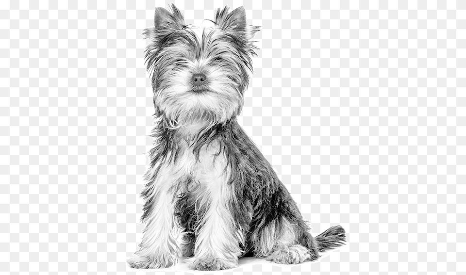 Yorkie Dog Royal Canin, Animal, Canine, Mammal, Pet Free Png
