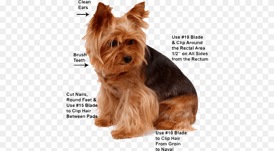 Yorkie Grooming, Animal, Canine, Dog, Mammal Png Image
