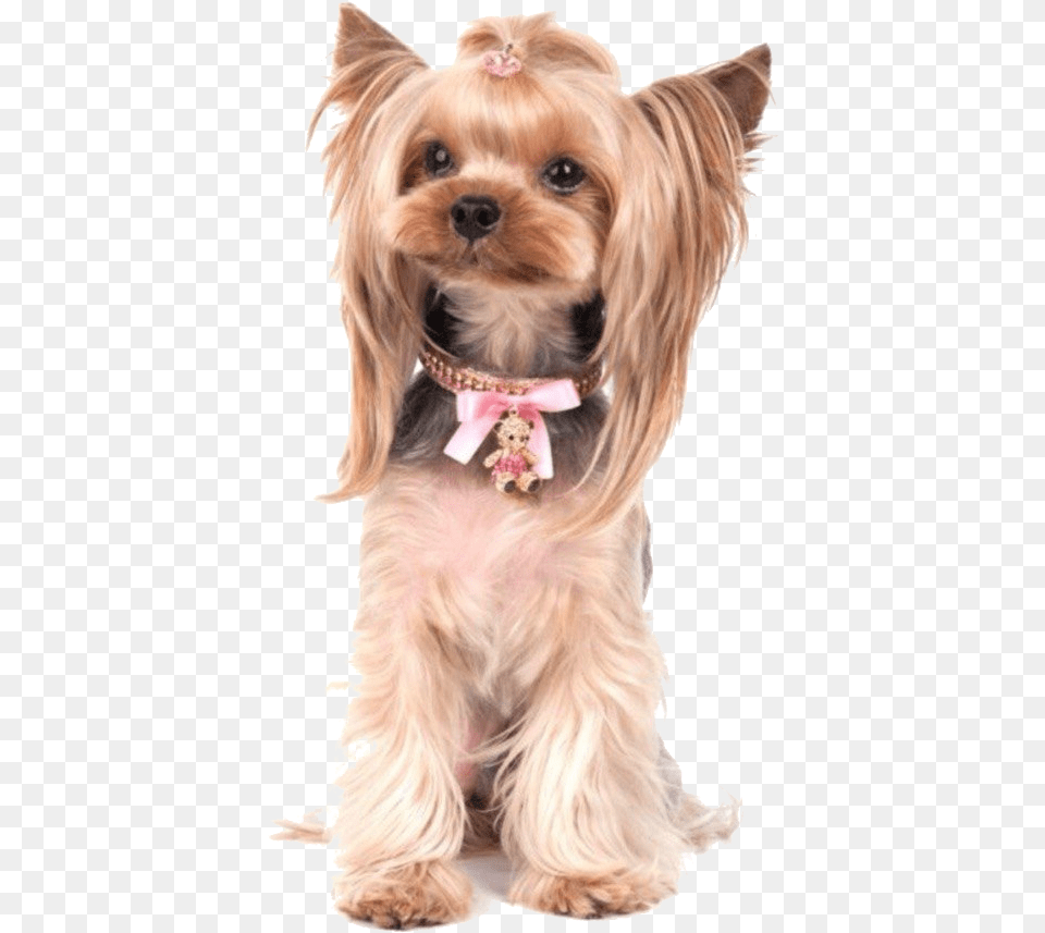 Yorkie Poo Photos Yorkshire Terrier Yorkie Puppy Walking Clip Art, Animal, Canine, Dog, Mammal Free Transparent Png
