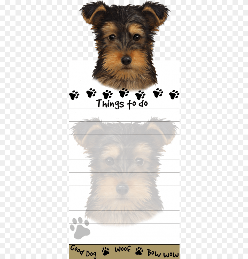 Yorkie Pup Yorkshire Terrier, Animal, Canine, Dog, Mammal Free Png Download