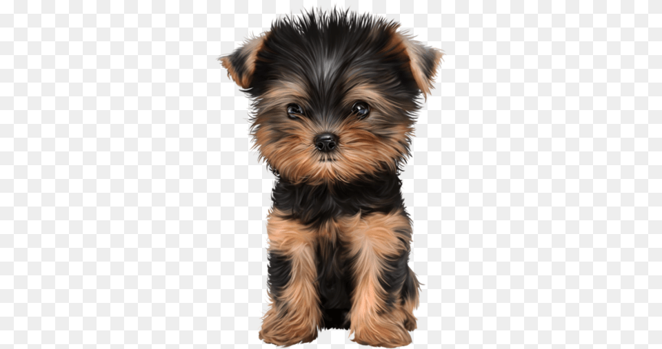 Yorkie Puppies Puppy, Animal, Canine, Dog, Mammal Free Png Download