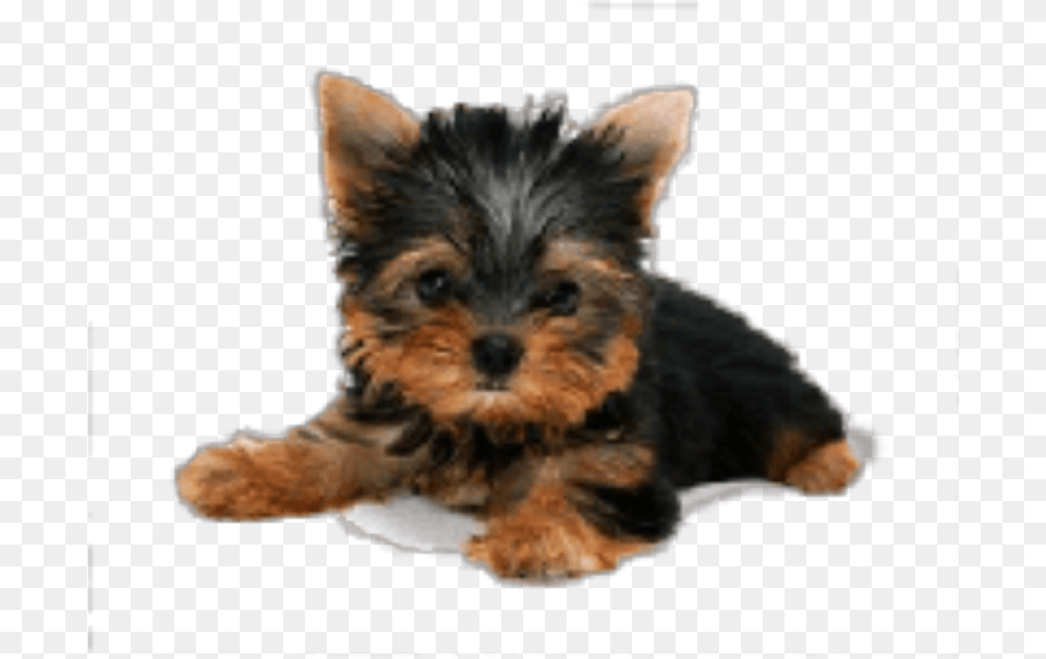 Yorkie Puppy Background, Animal, Canine, Dog, Mammal Free Transparent Png