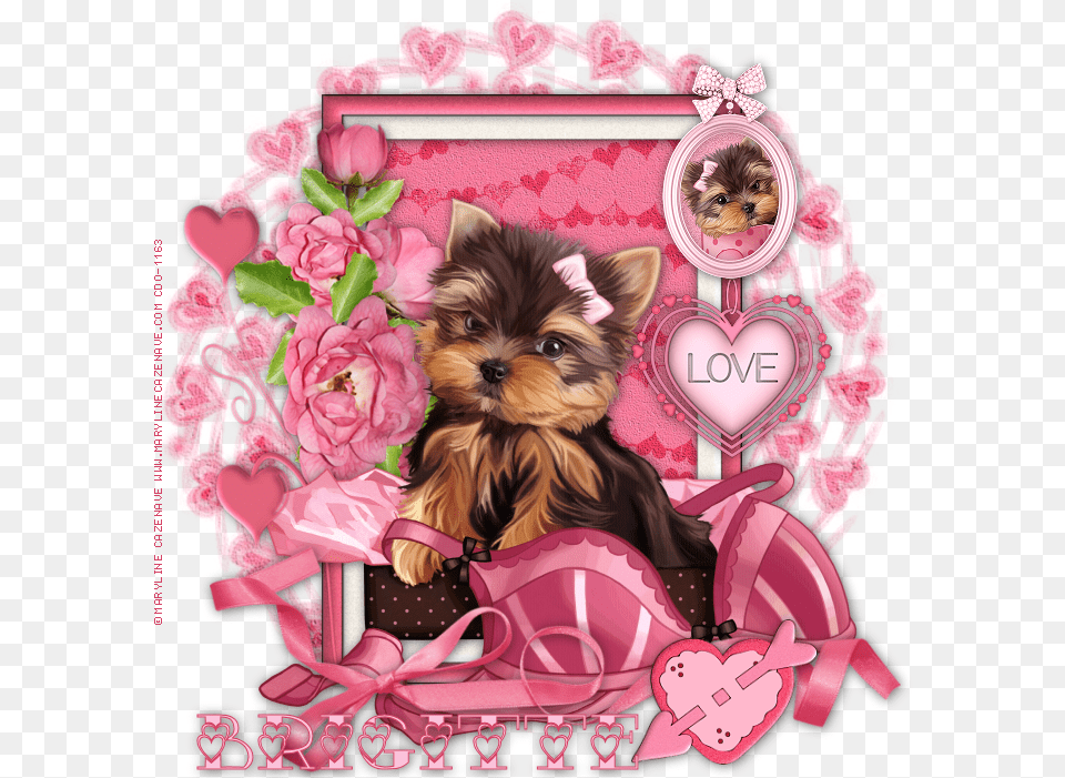 Yorkie Puppy Teacup Rose, Greeting Card, Envelope, Mail, Pet Free Png Download