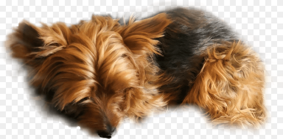 Yorkie Yorkshire Terrier Animal Pet Sticker By Eva M Vulnerable Native Breeds, Canine, Dog, Mammal, Puppy Png