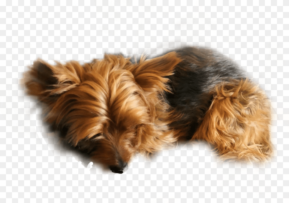Yorkie Yorkshire Terrier Animal Pet Yorkshireterrier Australian Terrier, Canine, Dog, Mammal, Puppy Free Transparent Png