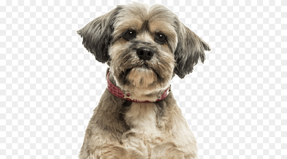 Yorkie Yorkshire Terrier Puppies Lhasa Apso, Animal, Canine, Dog, Mammal Png Image