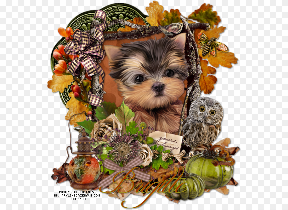 Yorkies Clipart Brown Puppy Thanksgiving Yorkie, Animal, Art, Pet, Bird Free Png Download
