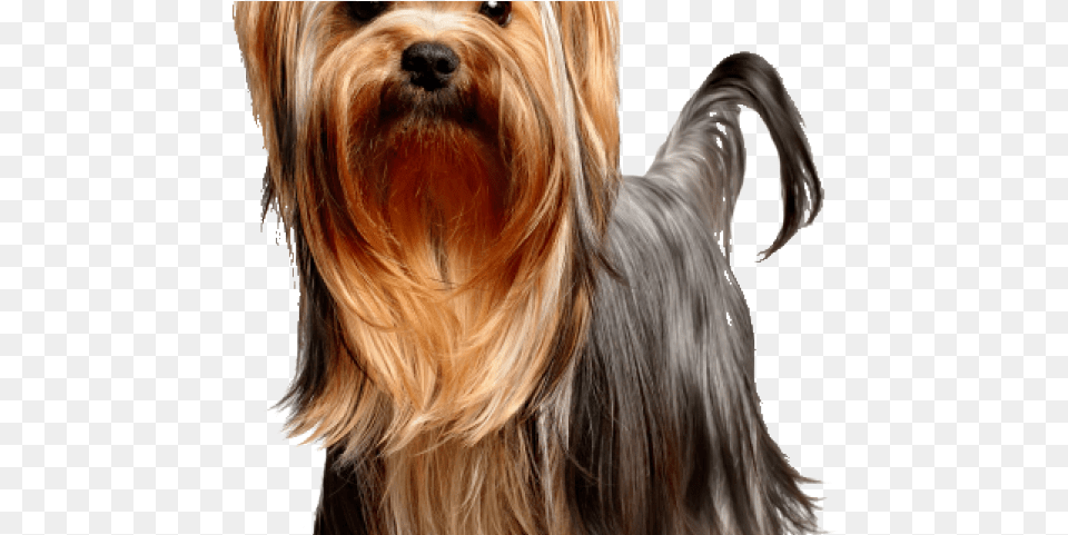 Yorkies Clipart Yorkie Dog Yorkshire Terrier, Animal, Canine, Mammal, Pet Free Transparent Png