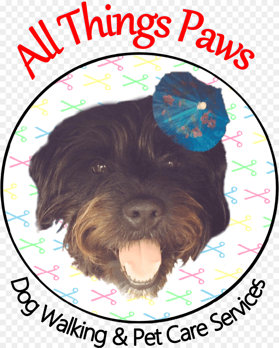 Yorkipoo, Animal, Canine, Dog, Mammal Free Transparent Png