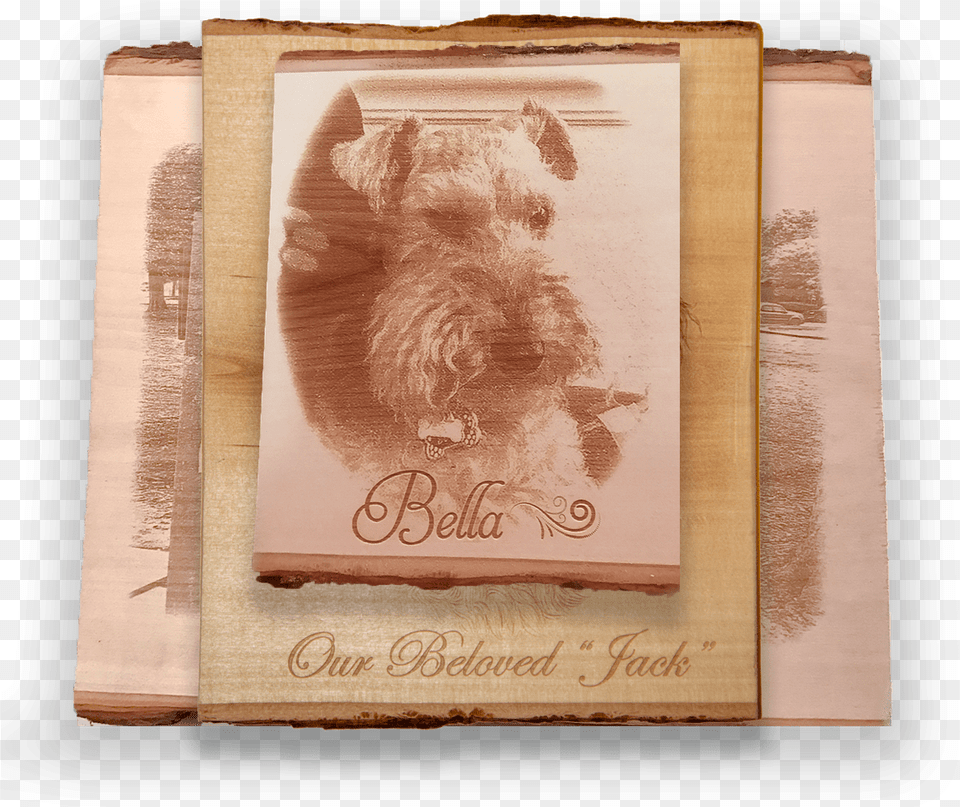 Yorkshire Terrier, Publication, Animal, Canine, Dog Free Transparent Png