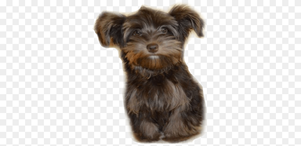 Yorkshire Terrier, Animal, Canine, Mammal, Dog Free Png