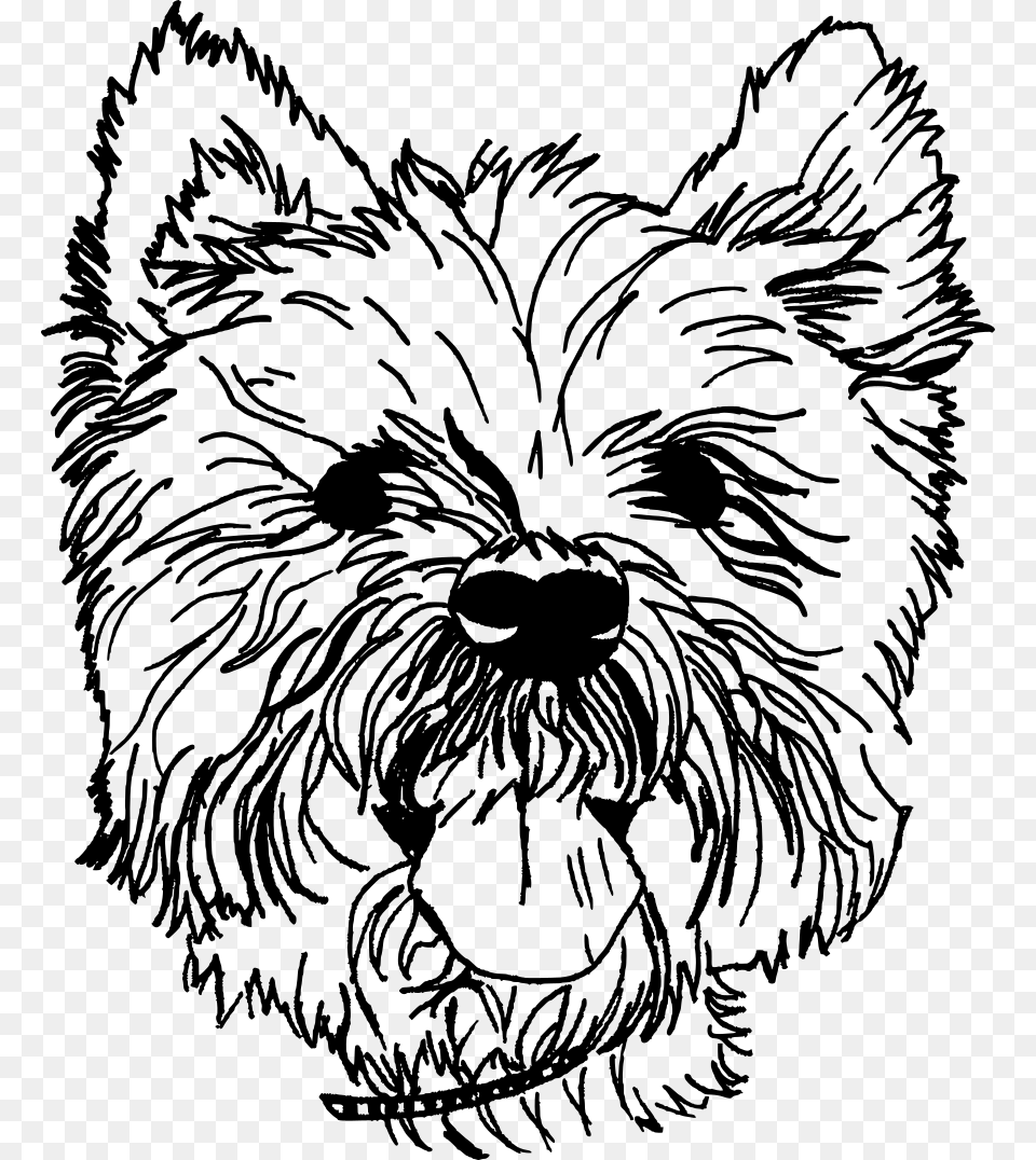 Yorkshire Terrier, Gray Png
