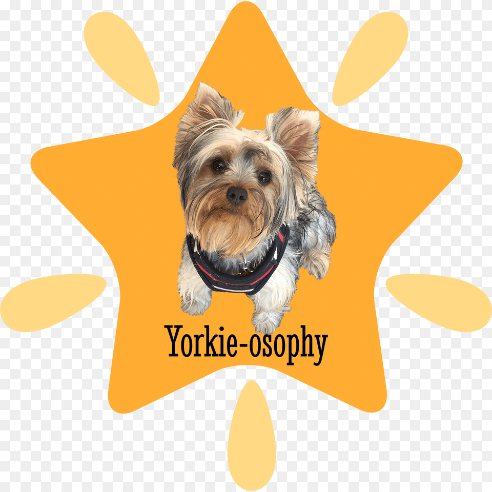 Yorkshire Terrier, Animal, Canine, Dog, Mammal Png