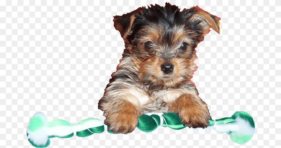 Yorkshire Terrier, Mammal, Animal, Canine, Dog Free Png