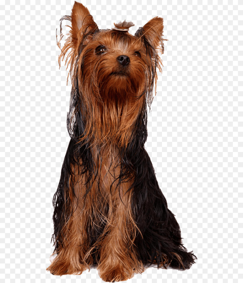 Yorkshire Terrier Australian Silky Dog With Greasy Hair, Animal, Canine, Mammal, Pet Free Png