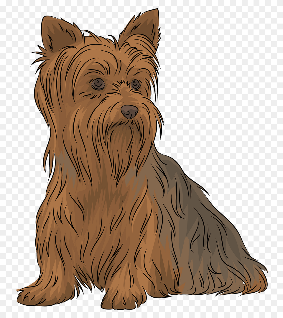 Yorkshire Terrier Clipart, Animal, Canine, Mammal, Dog Png