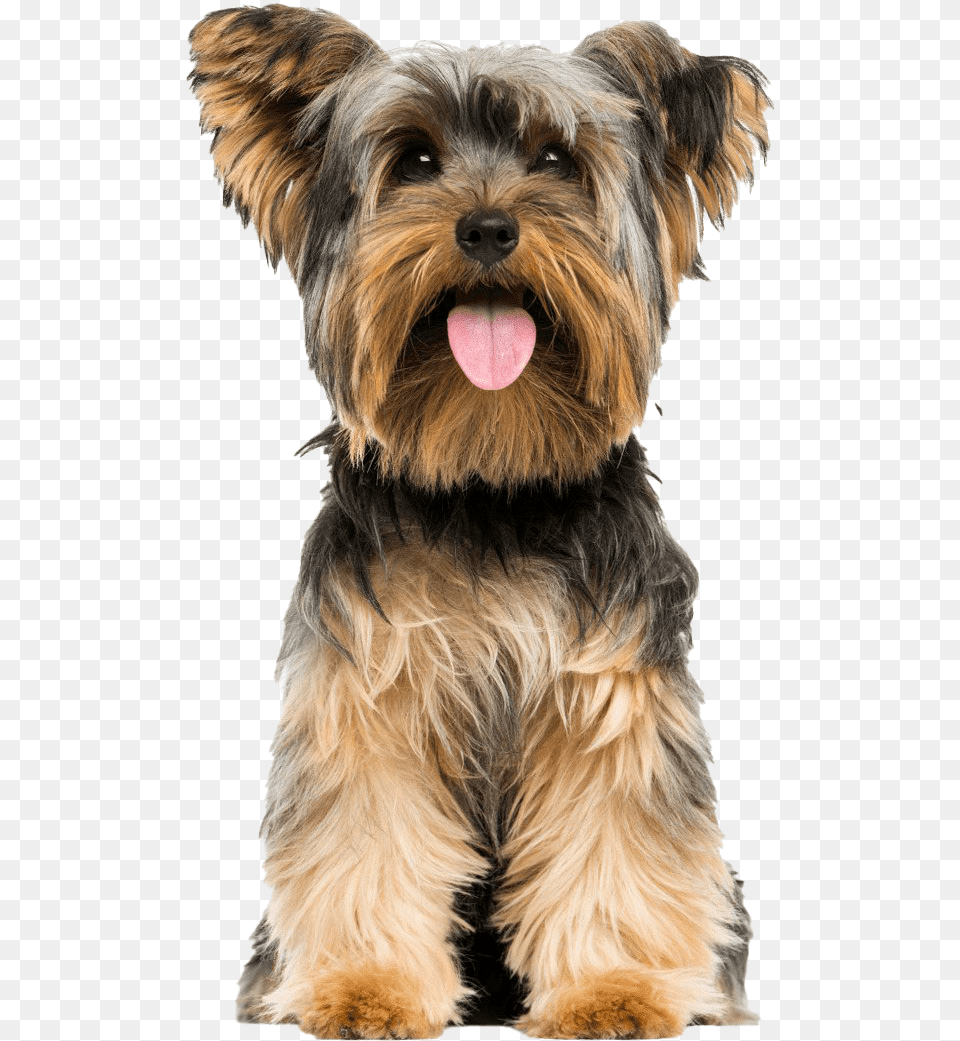 Yorkshire Terrier Transparent Yorkshire Terrier, Animal, Canine, Dog, Mammal Png Image