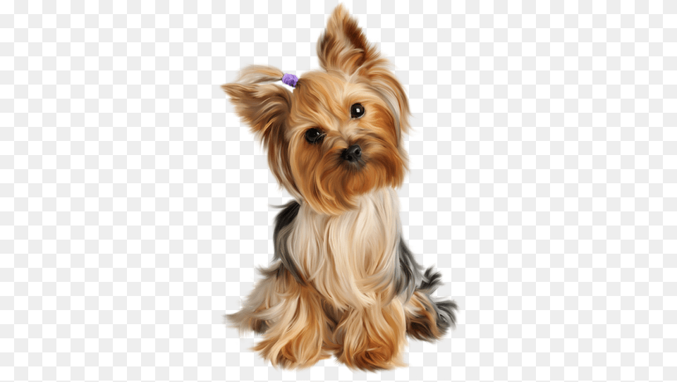Yorkshire Toy Dog, Animal, Canine, Mammal, Pet Png