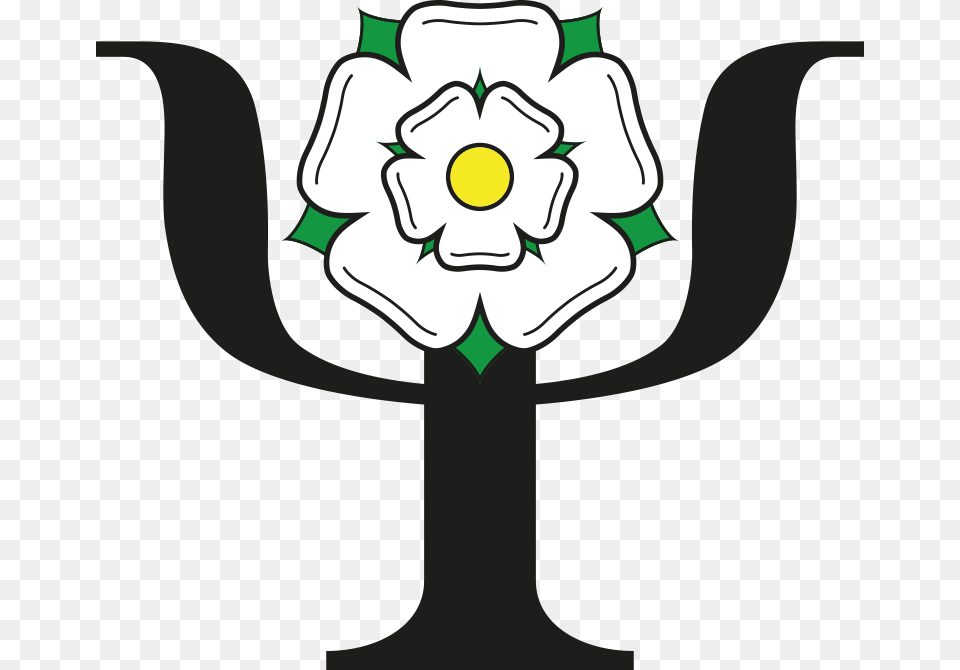 Yorkshire White Rose, Anemone, Flower, Plant, Daisy Png Image