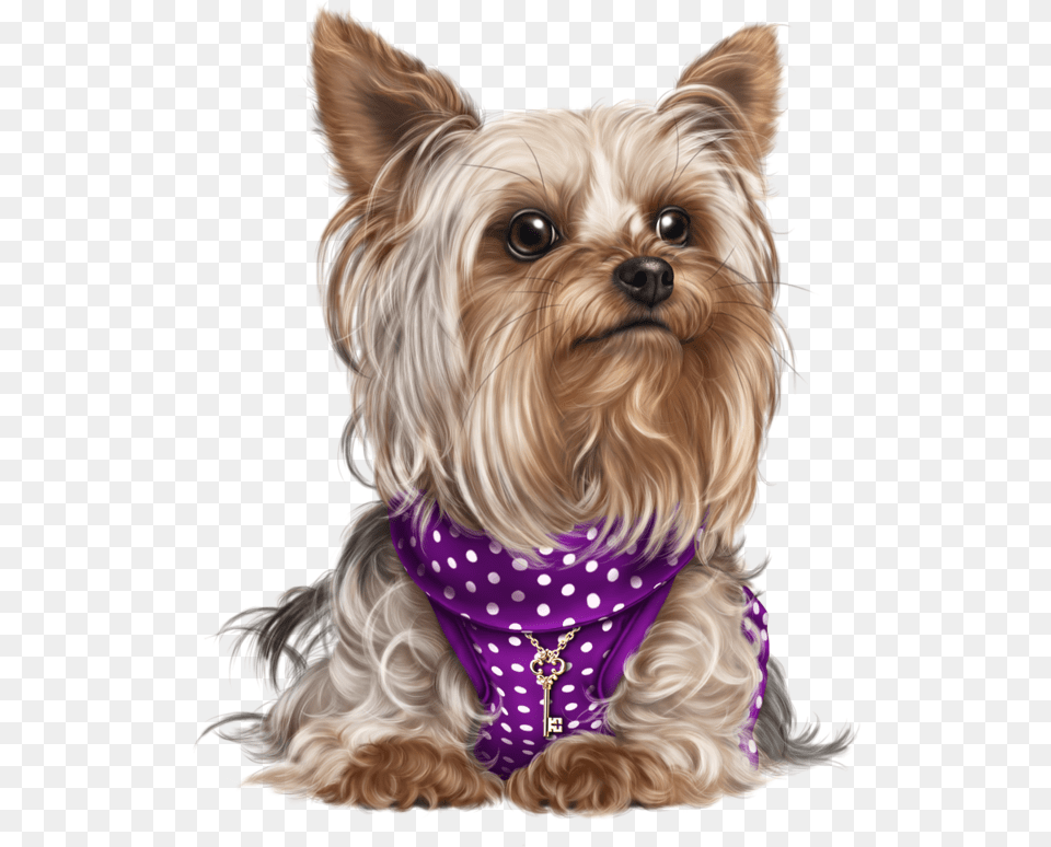 Yorky Puppy Images Cute Puppies Cute Dogs Dog Cat Dog Yorkie, Accessories, Animal, Canine, Mammal Png Image