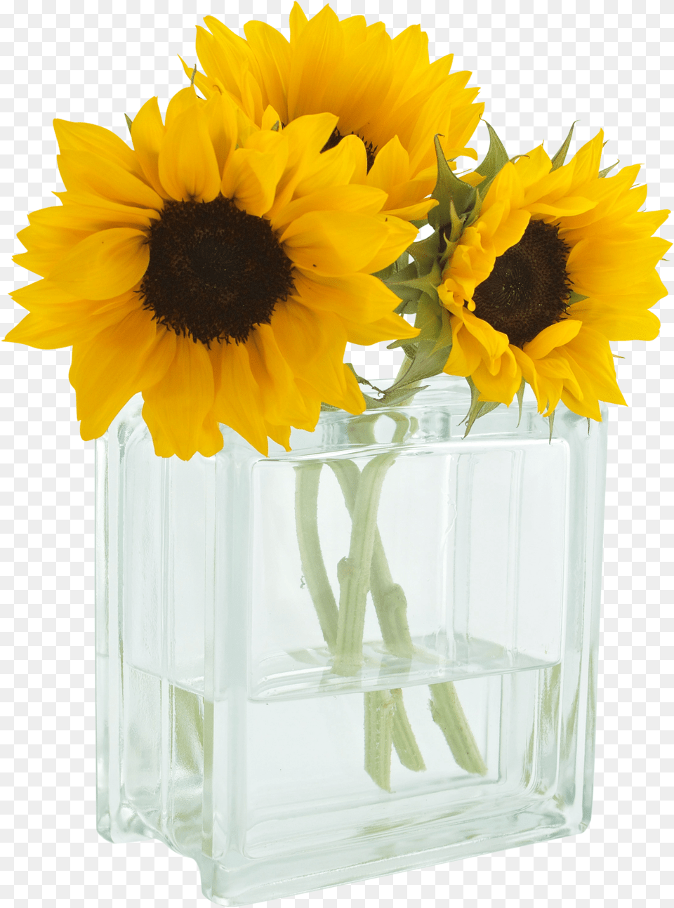 You Are My Sunshine 3 Sunflowers In A Vase Png