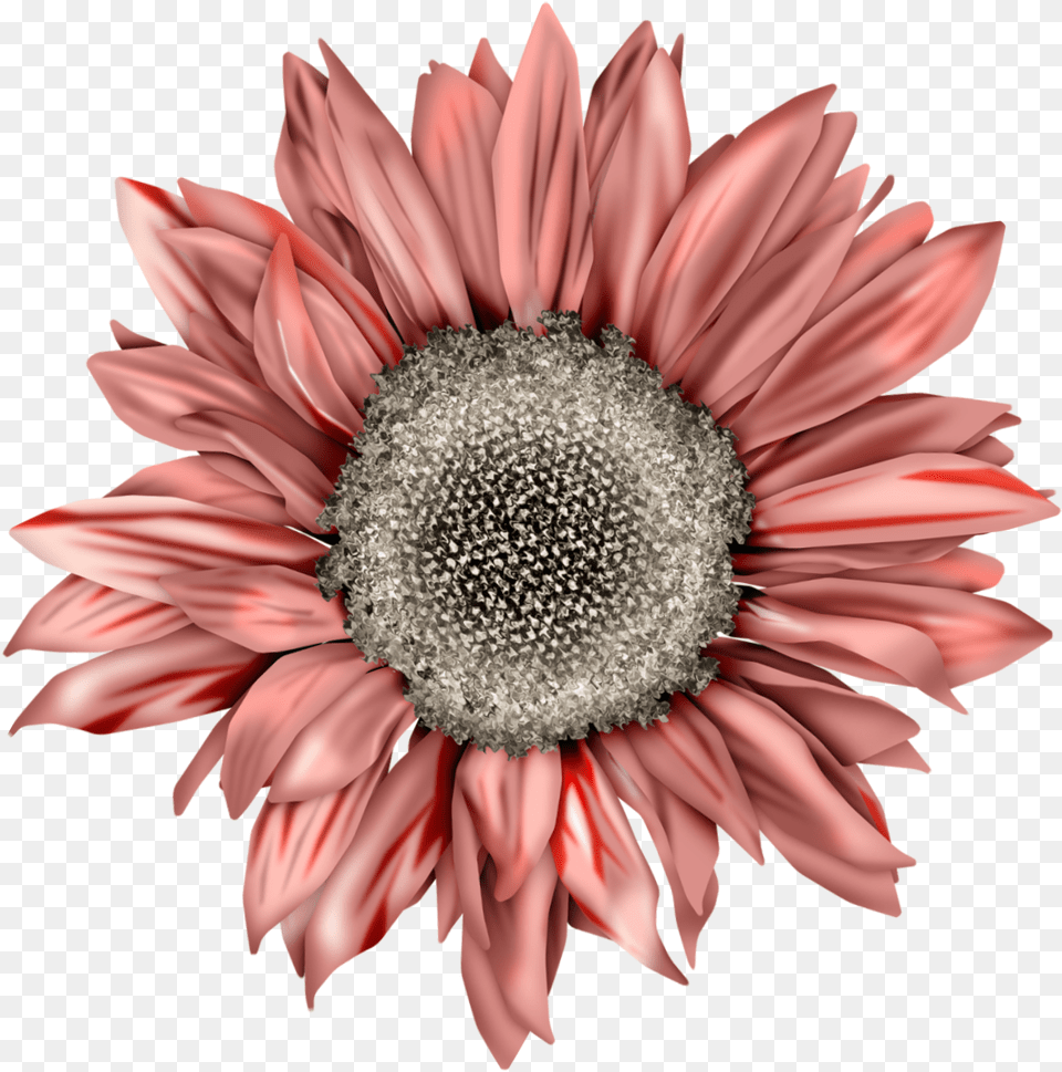 You Are My Sunshine Sunflower, Daisy, Flower, Plant, Petal Free Png