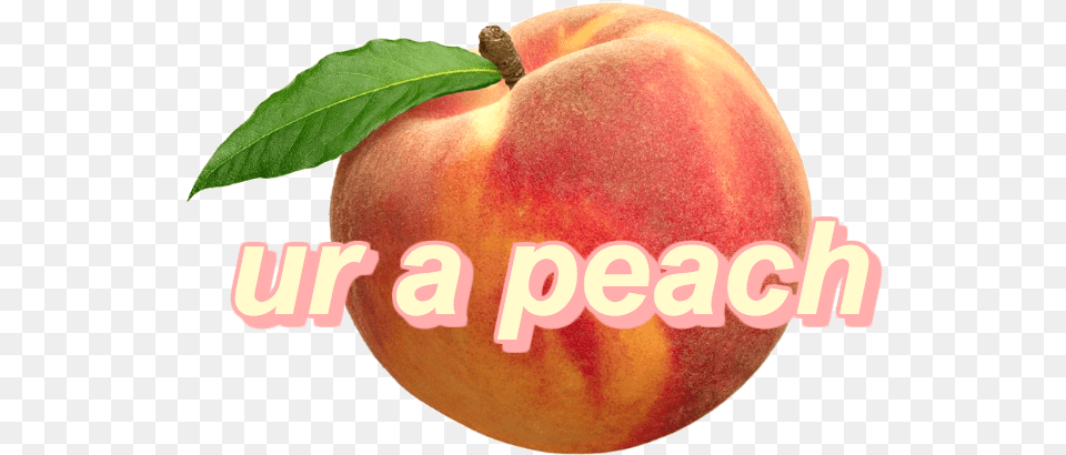 You Could Be The Aesthetic Peach Fruit, Food, Plant, Produce Png Image