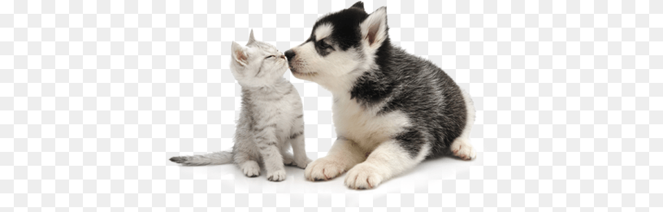 You Cover The Kisses Petplan Covers The Rest Cat And Dog Background, Animal, Kitten, Mammal, Pet Free Transparent Png