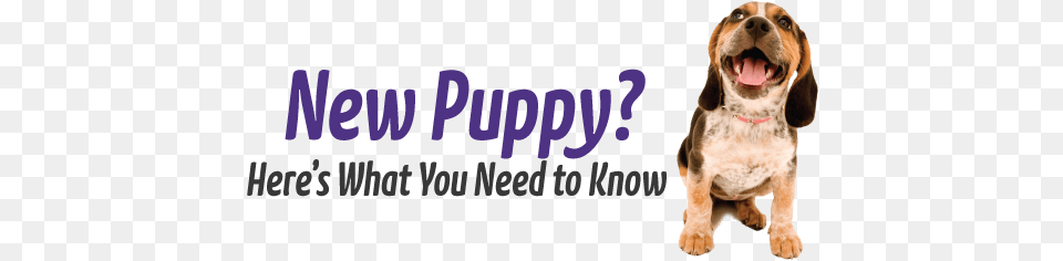 You Got A New Puppy Now What Got A New Puppy, Animal, Canine, Dog, Hound Free Transparent Png
