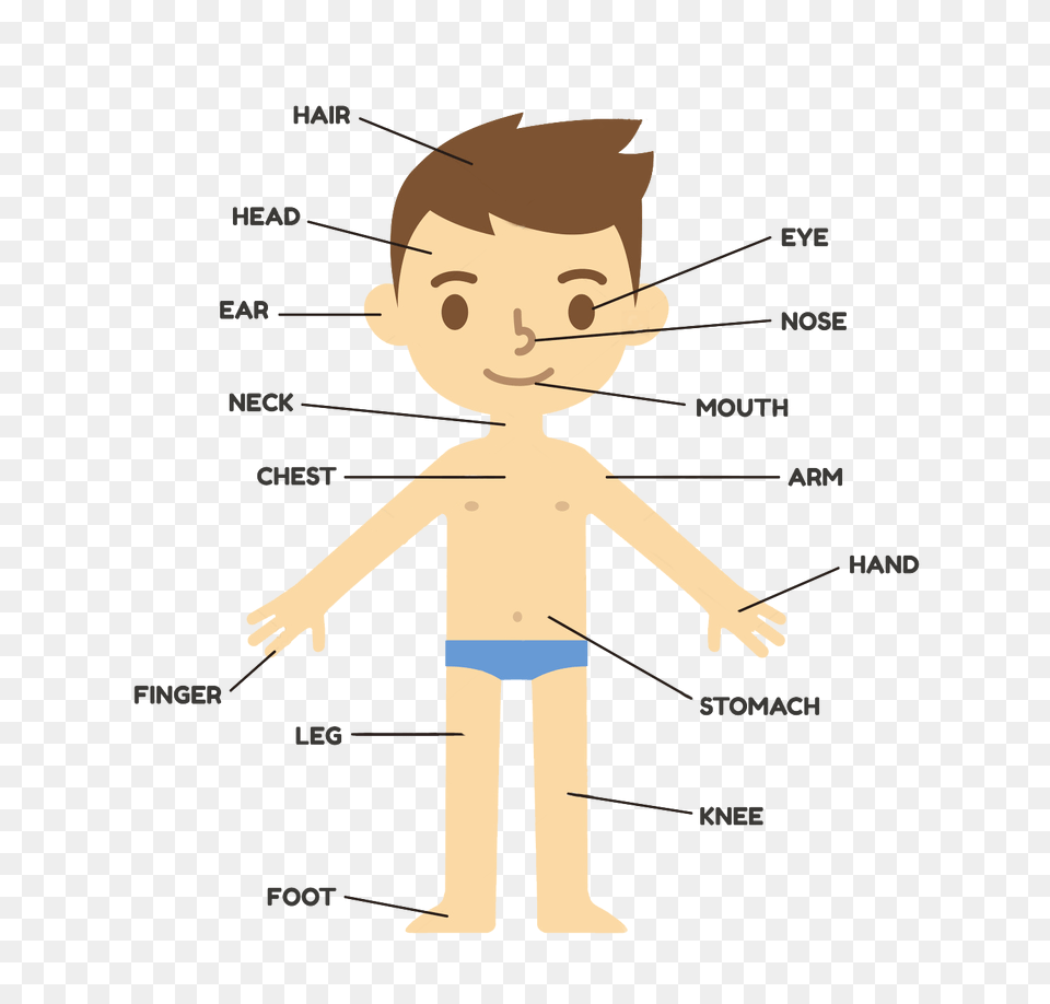 You Have Learned With Your Book How You Can Say Many Parts Of The Body Nursery, Chart, Plot, Baby, Person Free Png Download