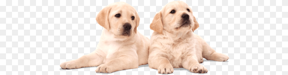 You Have The Chance To Name The Puppies And Attend Puppy, Animal, Canine, Dog, Mammal Free Png Download