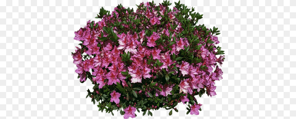 You Might Also Like Flower Shrubs In Plan For Photoshop, Flower Arrangement, Geranium, Plant, Flower Bouquet Free Png